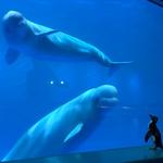 Shedd Aquarium