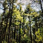 Kettle Moraine State Forest