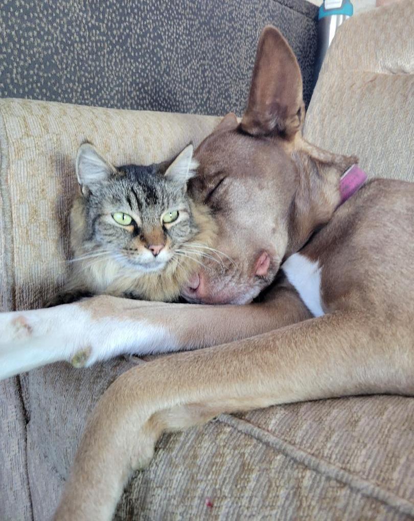 The Wedding Website of Ammanda Barela and Asa Peters