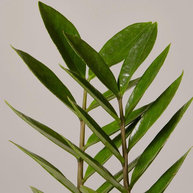 ZZ Plant