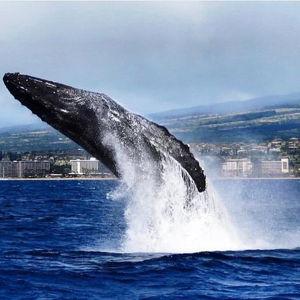 Whale Watching Cruise with Open Bar from Ka'anapali Beach
