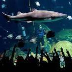 Tennessee Aquarium