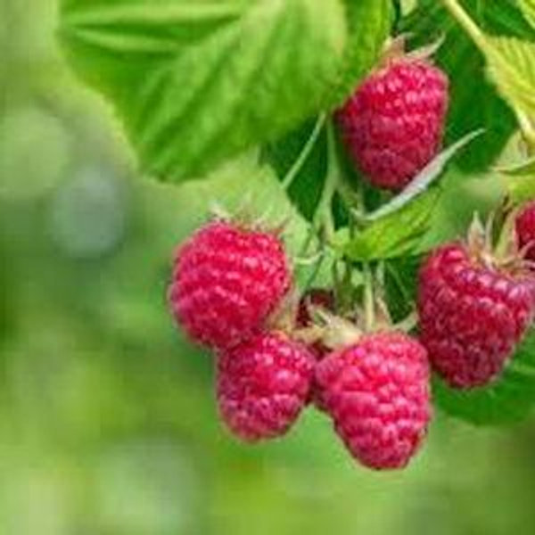 Sponsor a Raspberry Bush