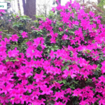Ruby M. Mize Azalea Garden
