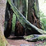 Arcata Community Forest