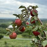 Catoctin Mountain Orchard