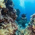 🤿 Scuba Diving in Sharm!