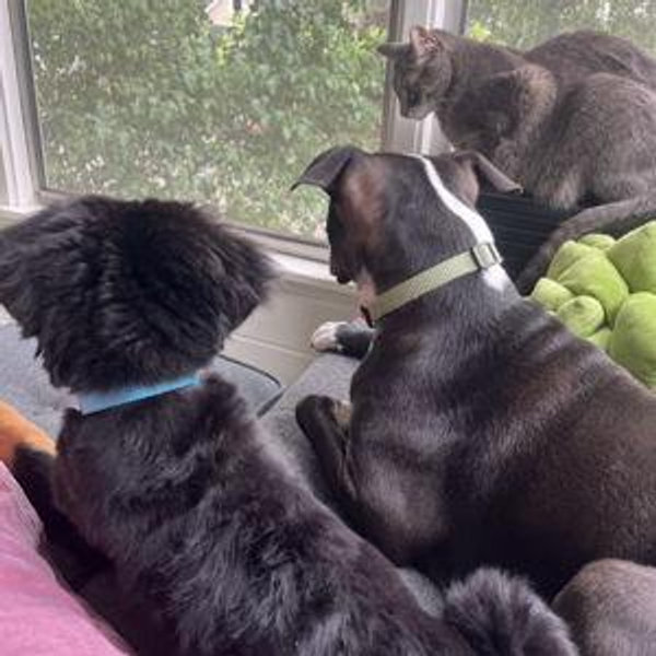 Spoil Our Pets