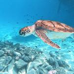 Swim with sea turtles!