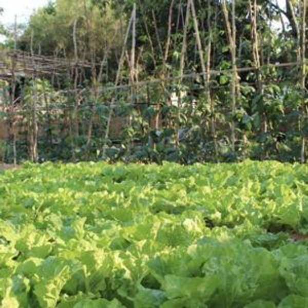 Organic Garden Tour & Lunch Cambodia