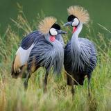 International Crane Foundation