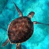 Gumbo Limbo Nature Center