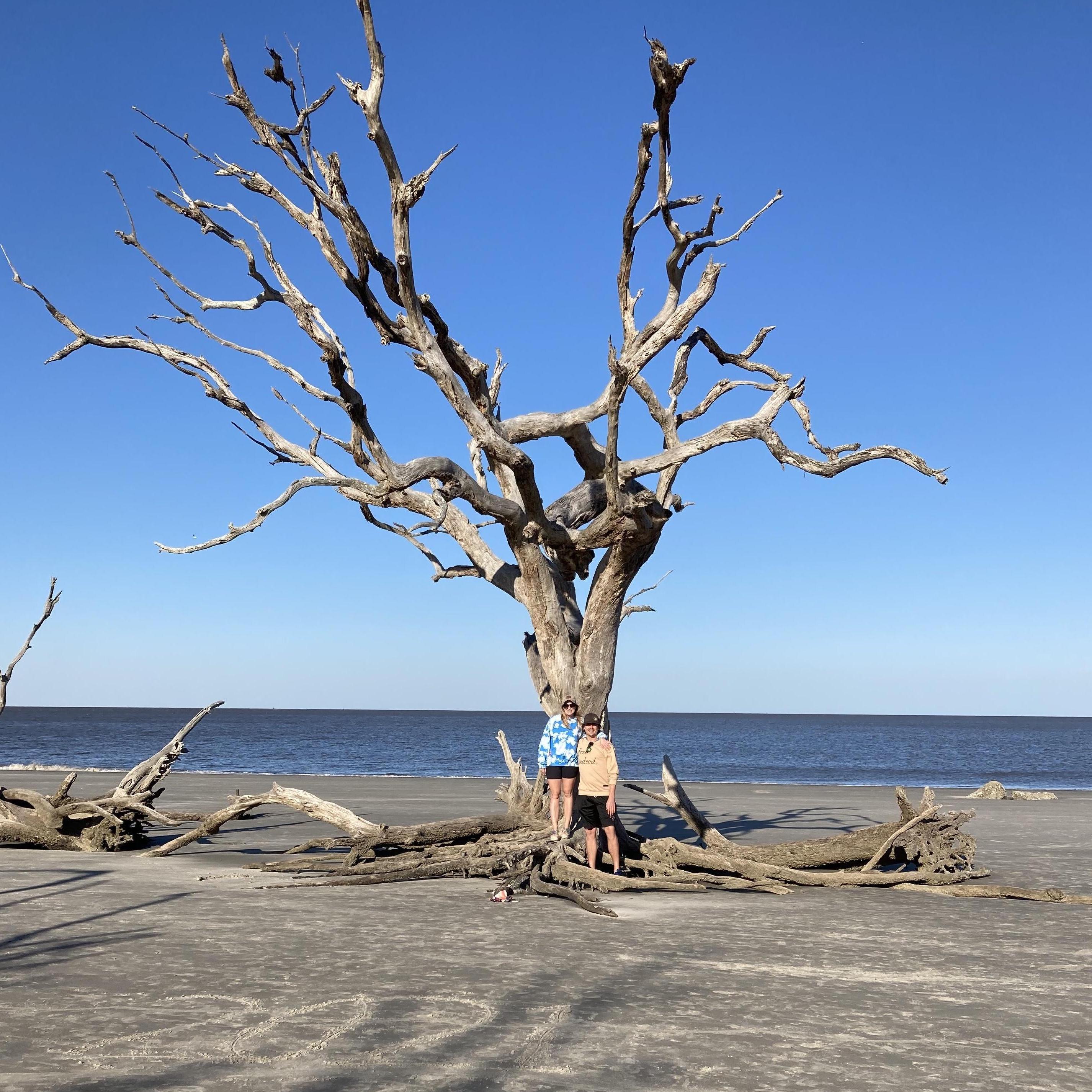 driftwood beach on Jekyll Island, GA