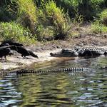 Myakka River State Park