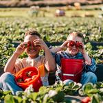 Kenny's Strawberry Farm