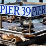 Pier 39