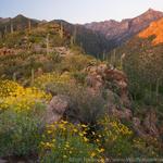 Sabino Canyon Recreation Area