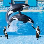 SeaWorld