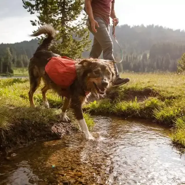 Dog's Front Range Day Pack