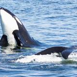 Seattle Orca Whale Watching