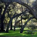 Live Oak County Park