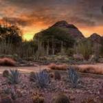 Desert Botanical Garden