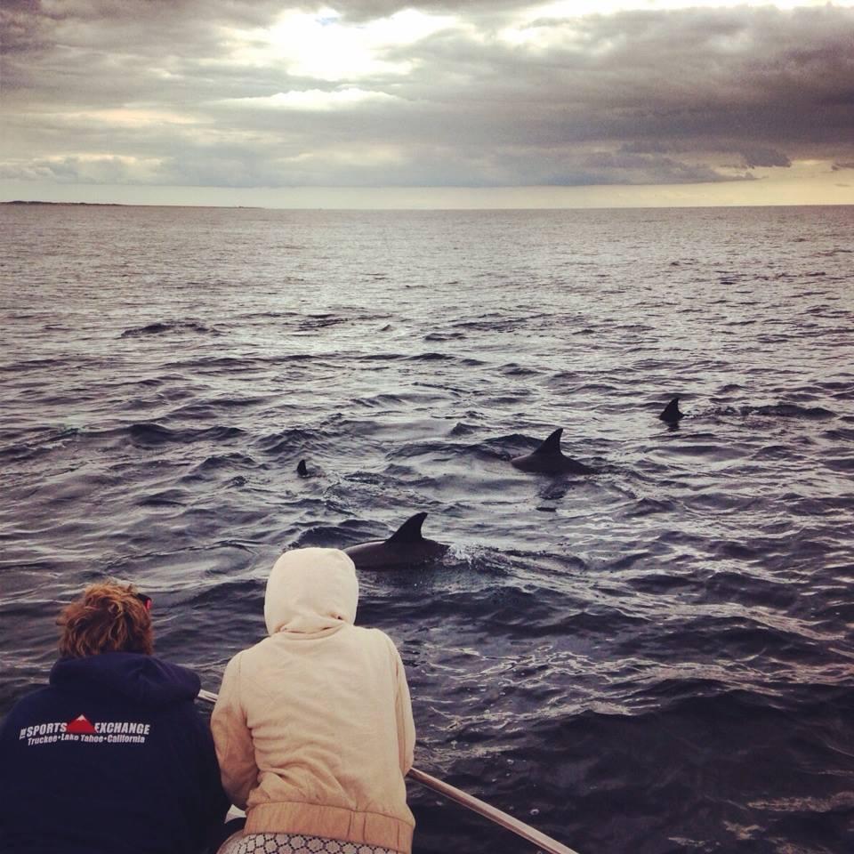 Dolphins, whales, and seals... what a great day on the boat!
