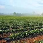 Dutton Berry Farm