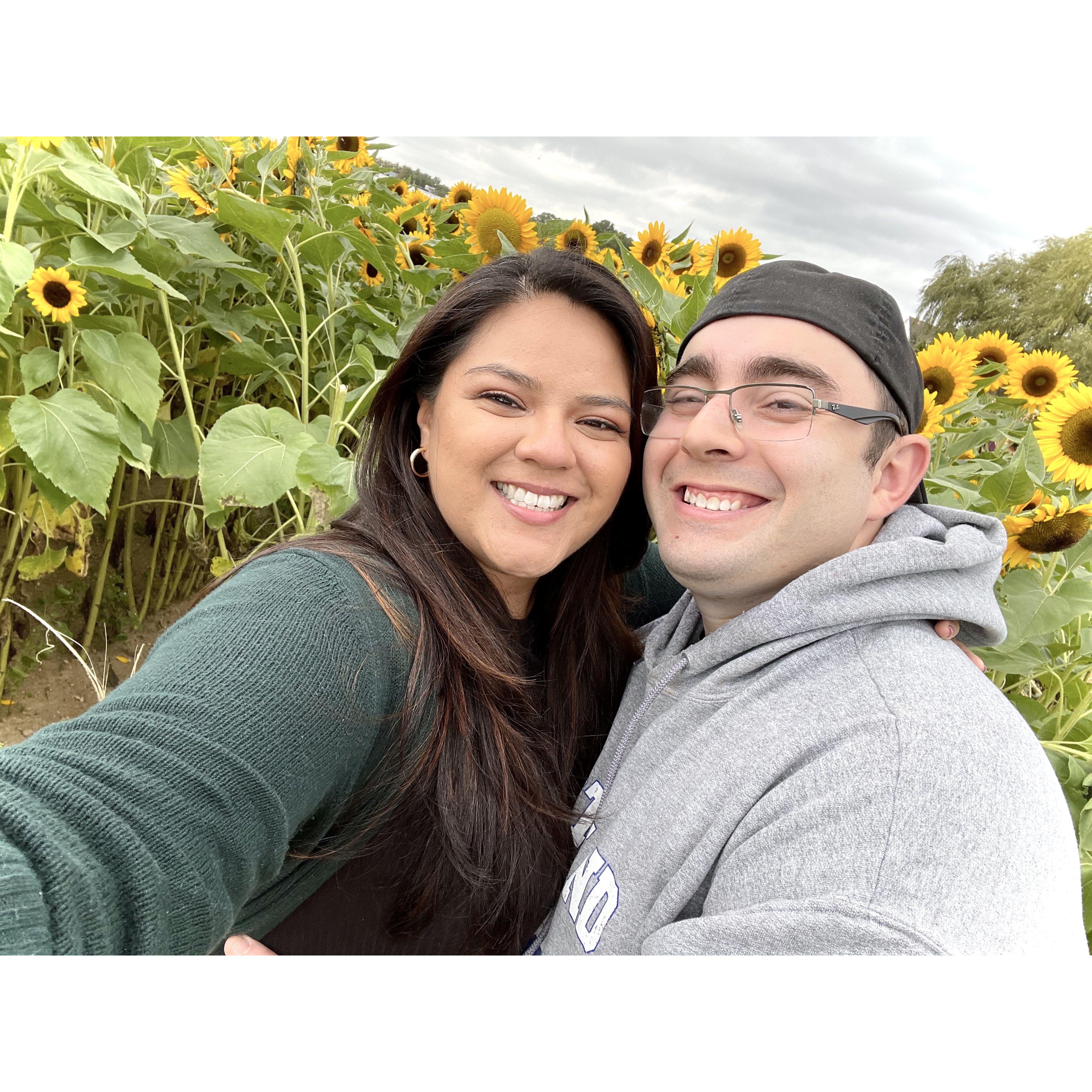 Our first sunflower patch