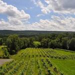 Six Mile Creek Vineyard