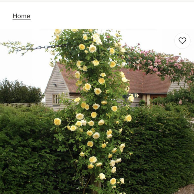 David Austin® The Pilgrim® Climbing Rose Shrub