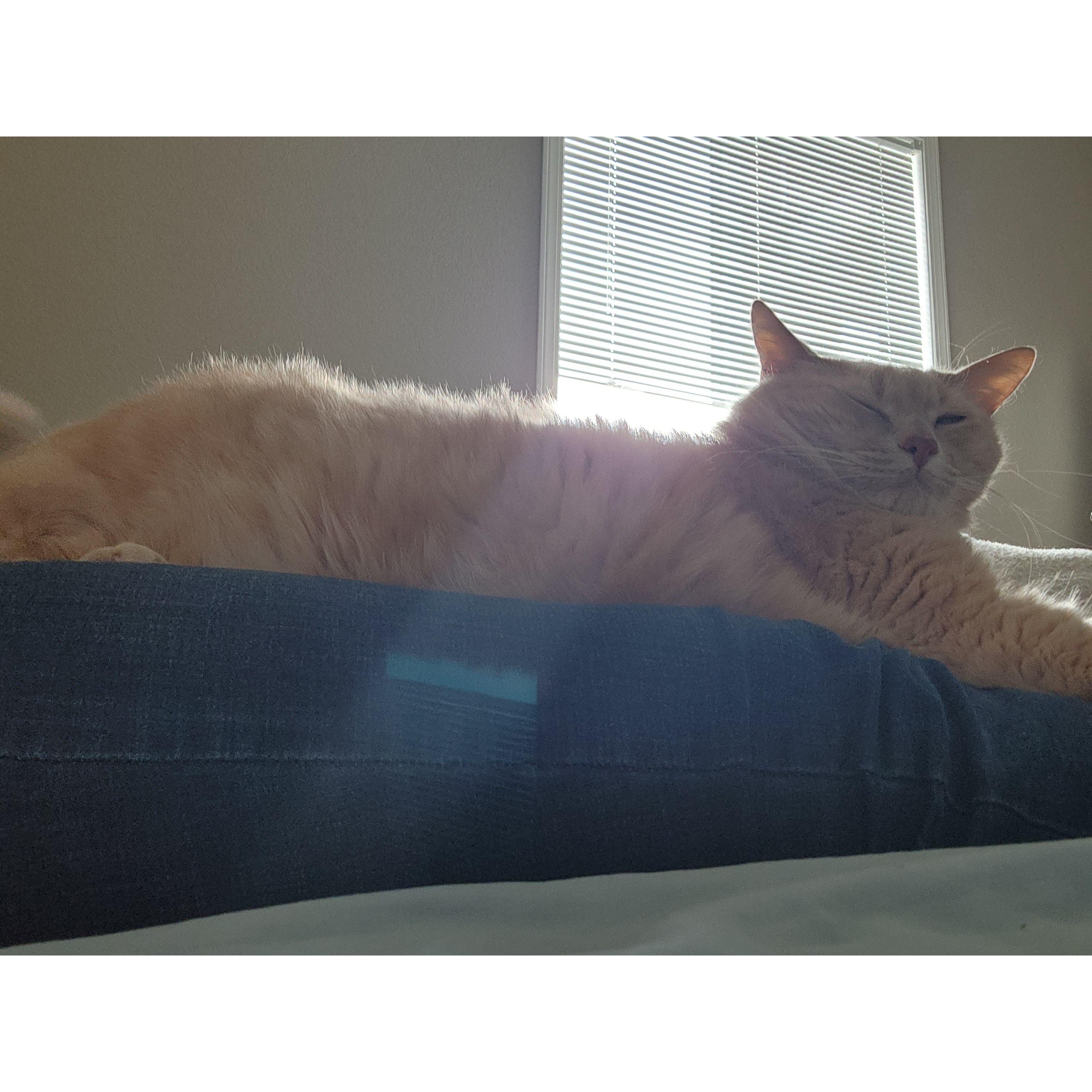 Peanut- Our Fur Baby