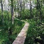 Julie J. Metz Neabsco Creek Wetlands Preserve