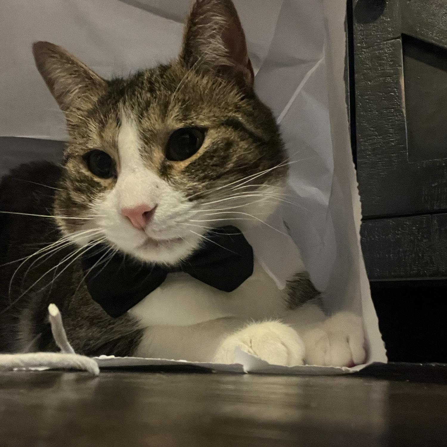 Dressed to the Nines