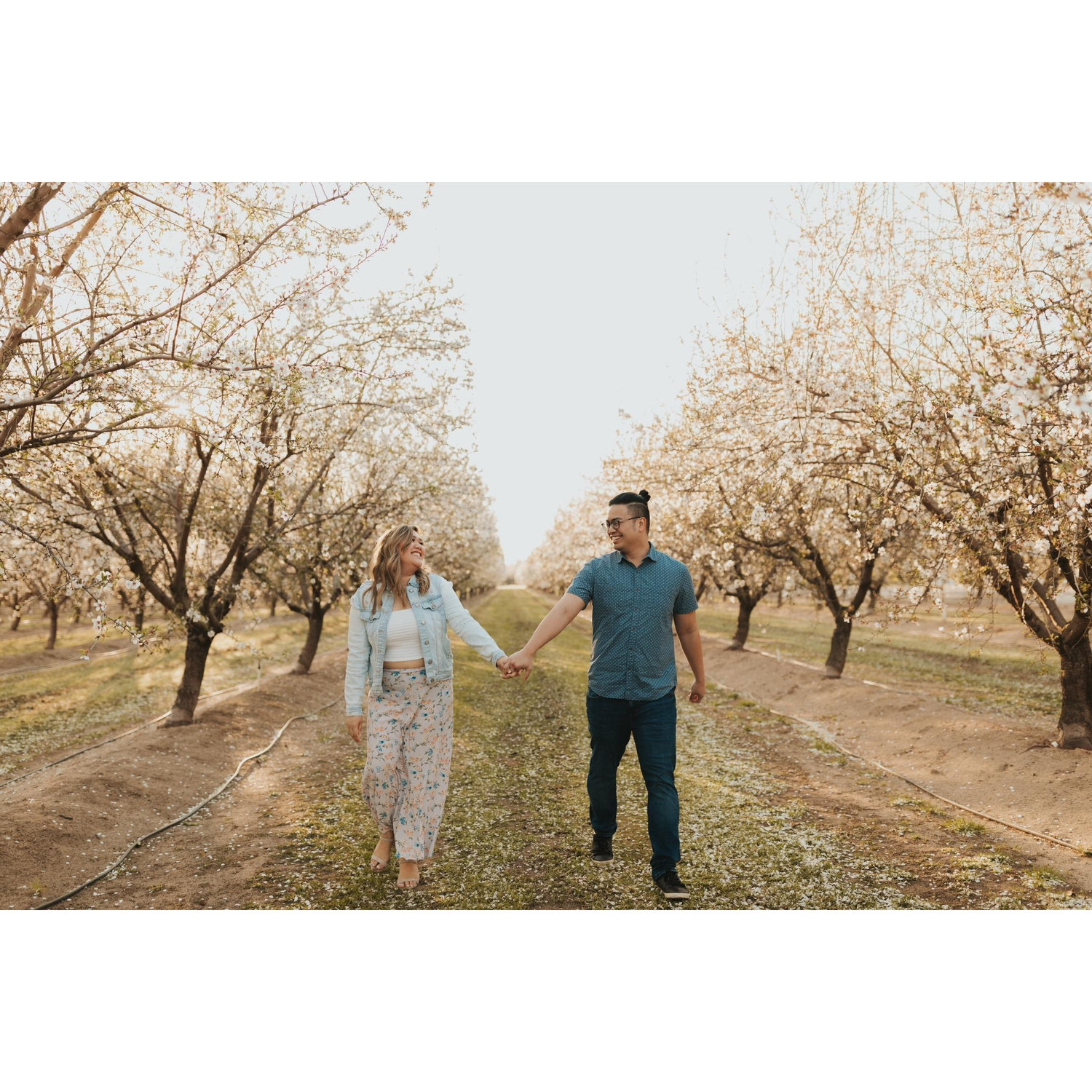 Almond Orchard – Modesto, CA