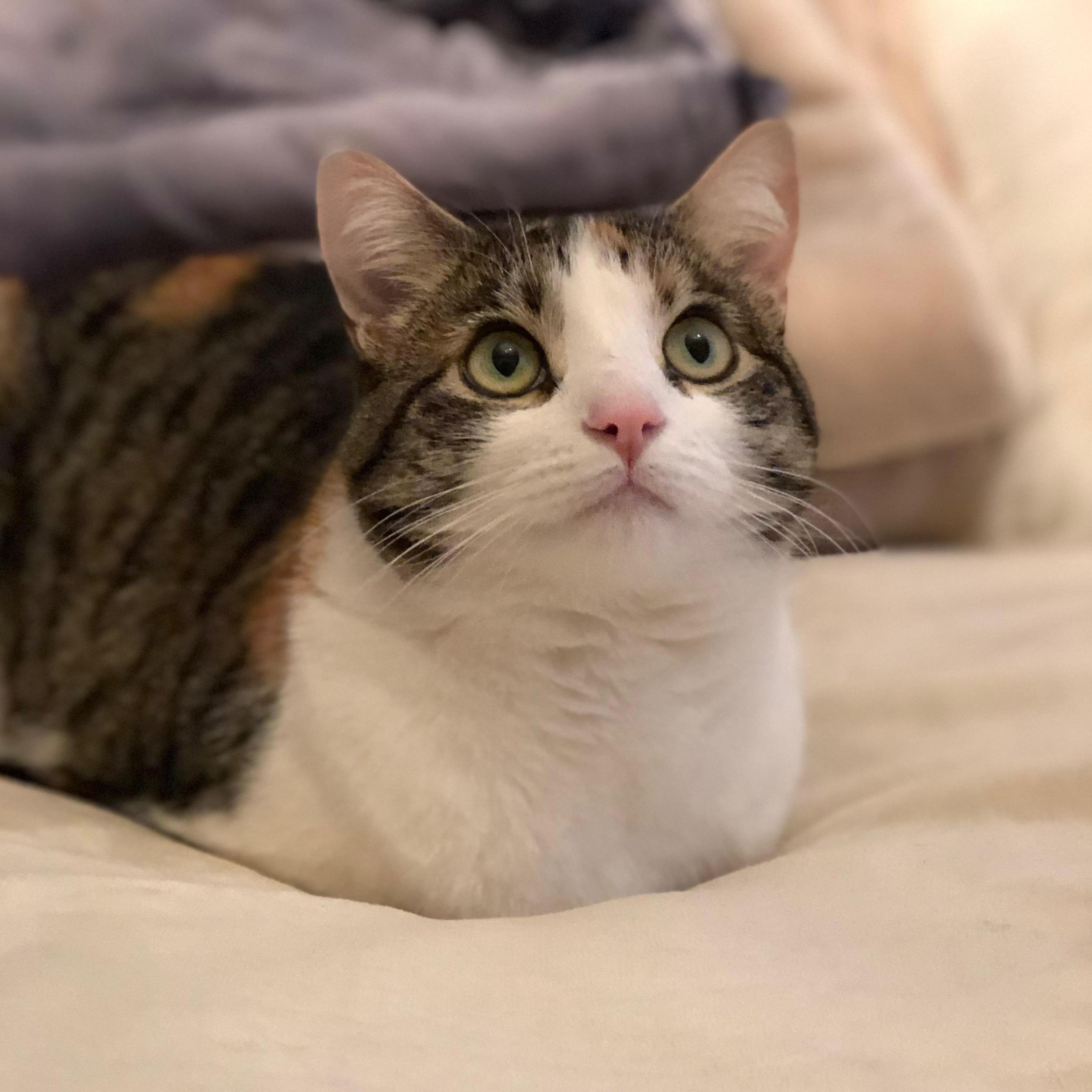 Lucy