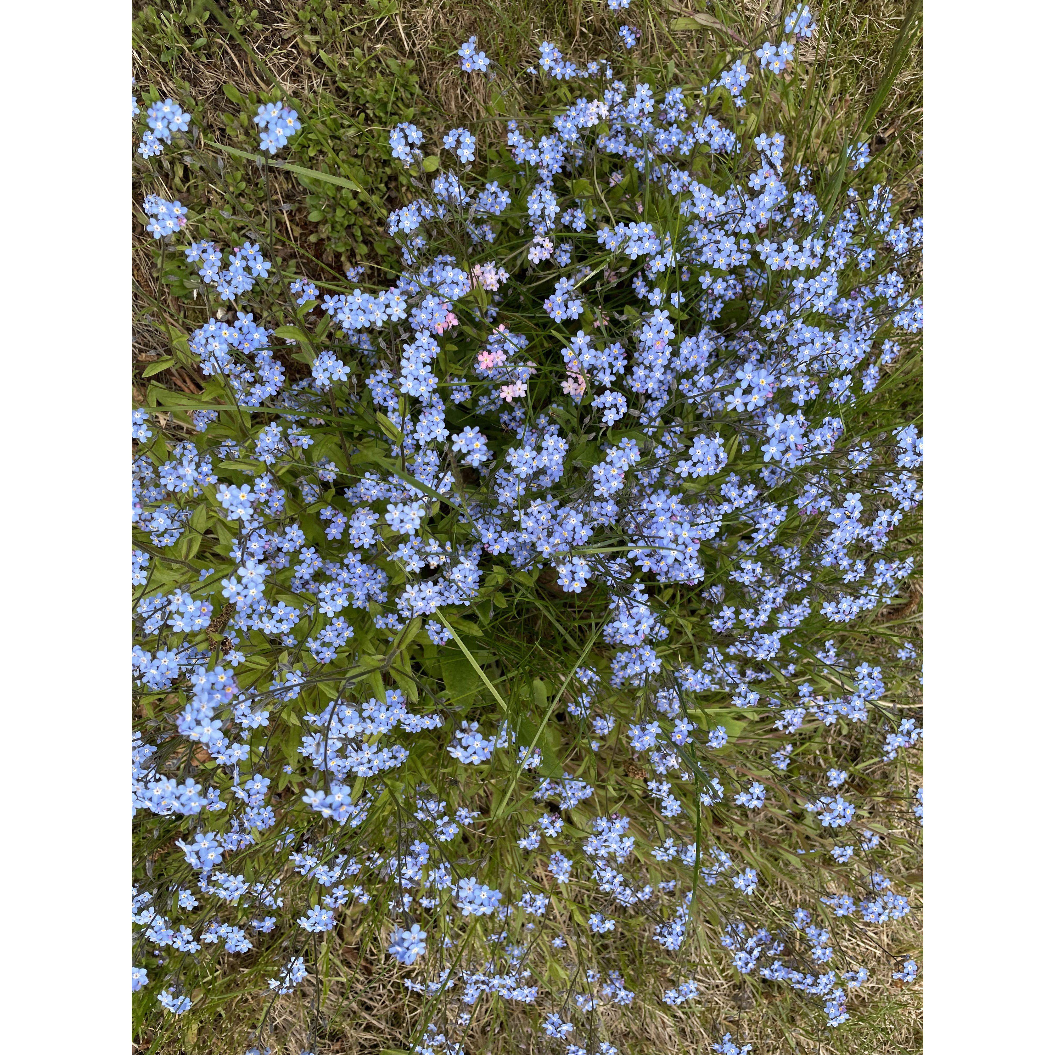 Forget-Me-Nots