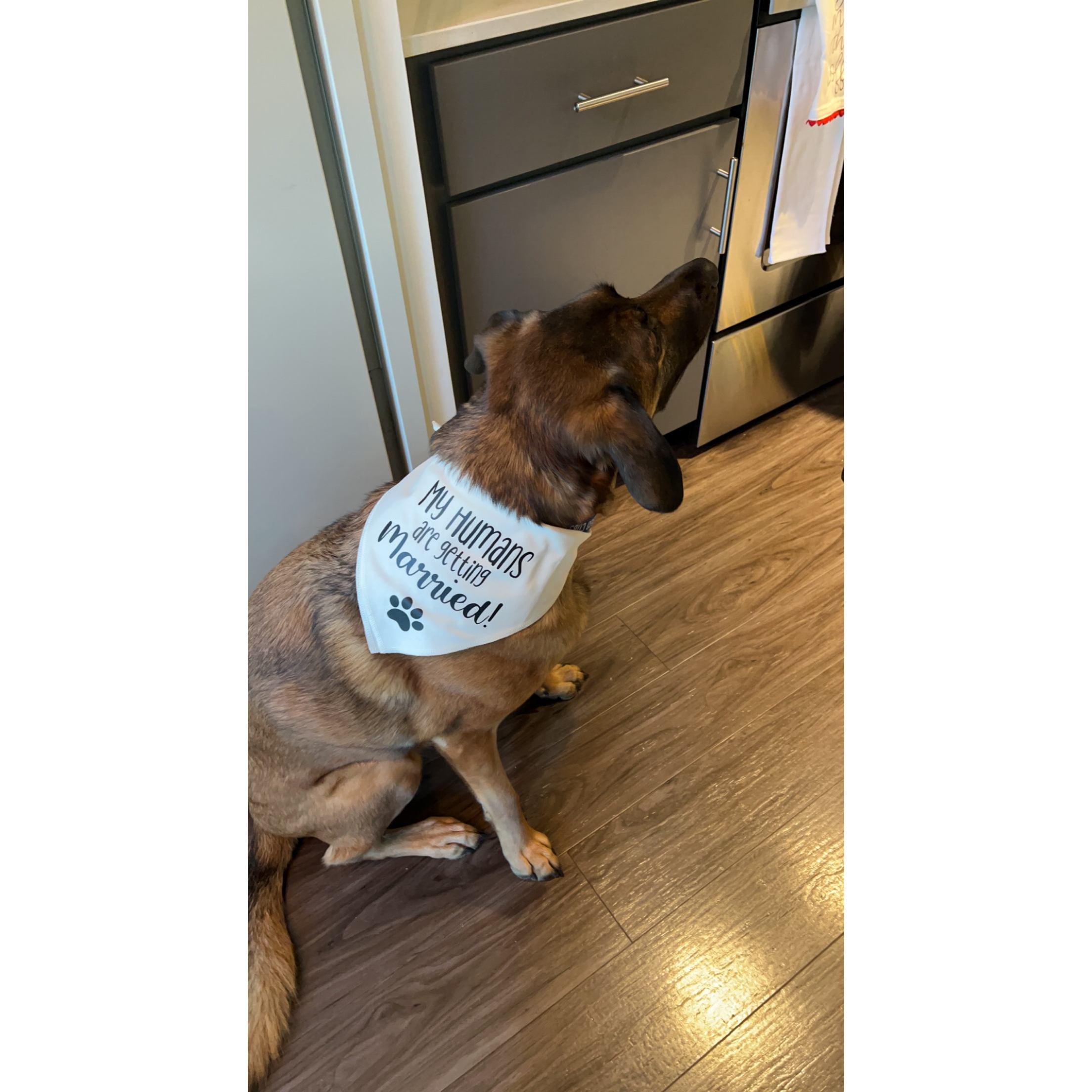 Duke was excited about our engagement too! (shoutout Camille for the bandana) ;)