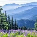 Olympic National Forest