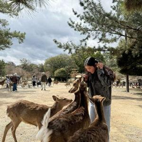 Nara Deer Day Trip