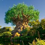 Animal Kingdom