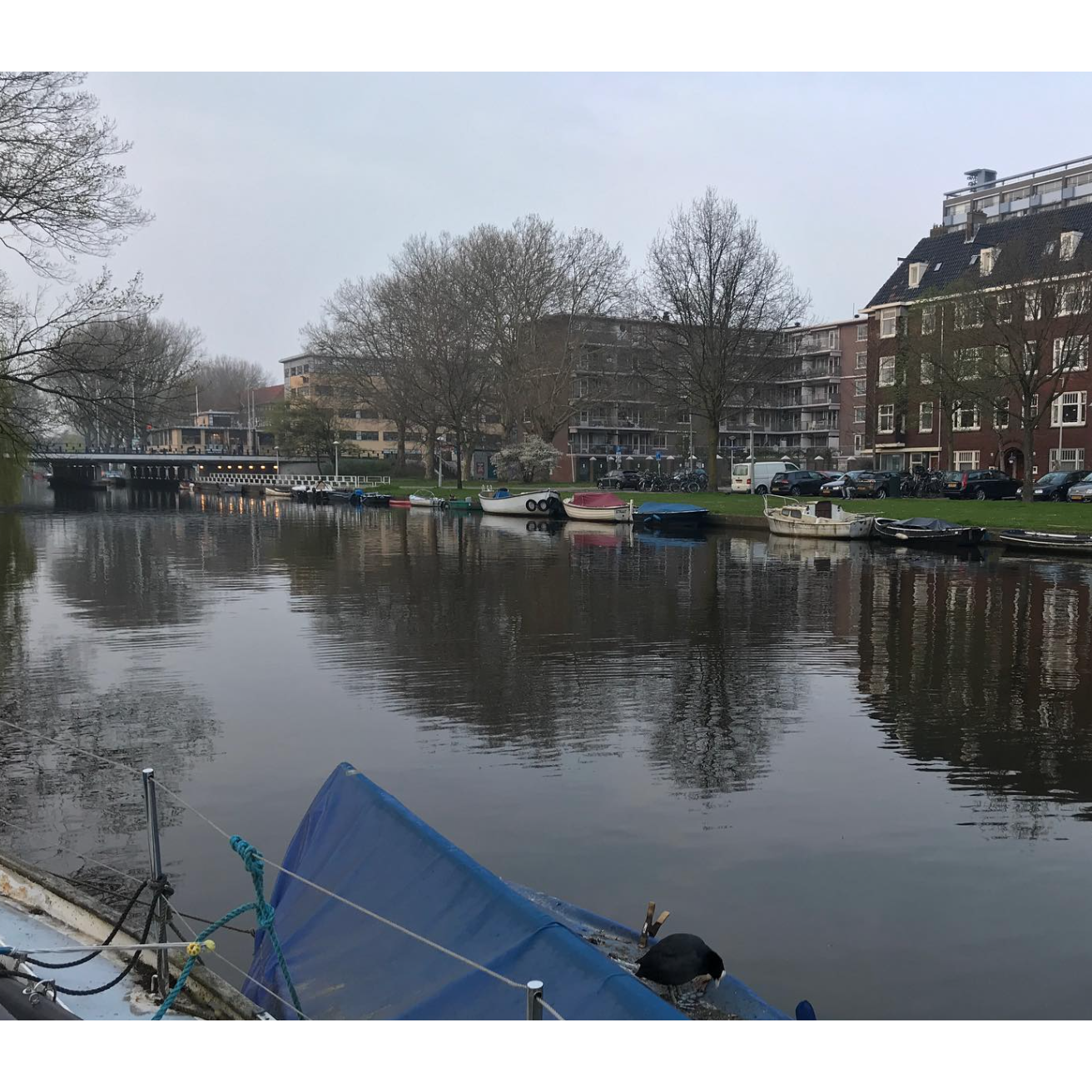 Joey in Amsterdam