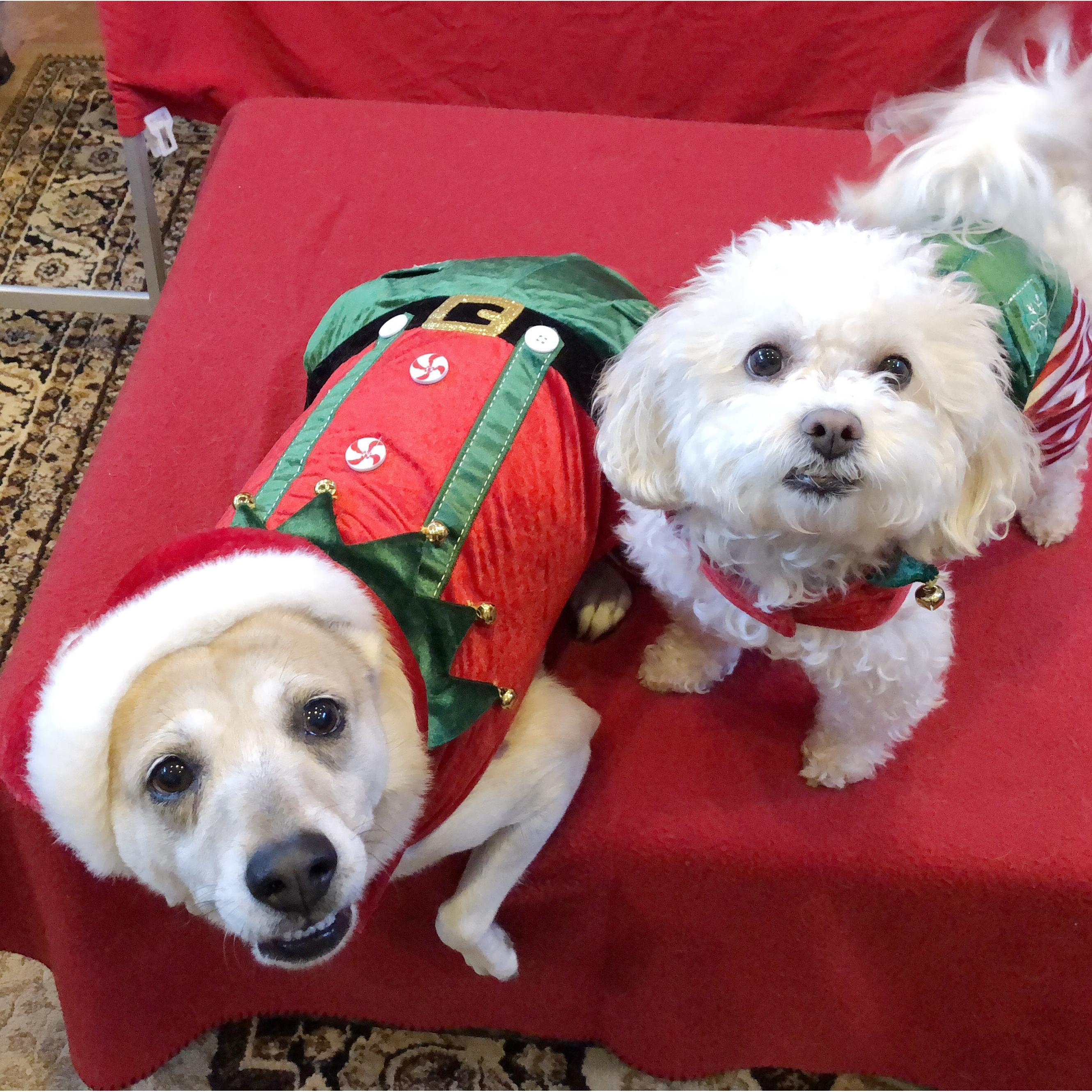 We thought this Christmas Card Photo Shoot would be a nightmare, but it was quite smooth for two seasoned divas!
