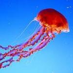Monterey Bay Aquarium