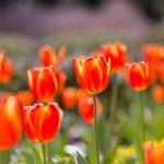 Fort Worth Botanic Garden