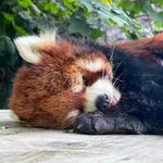 Oregon Zoo