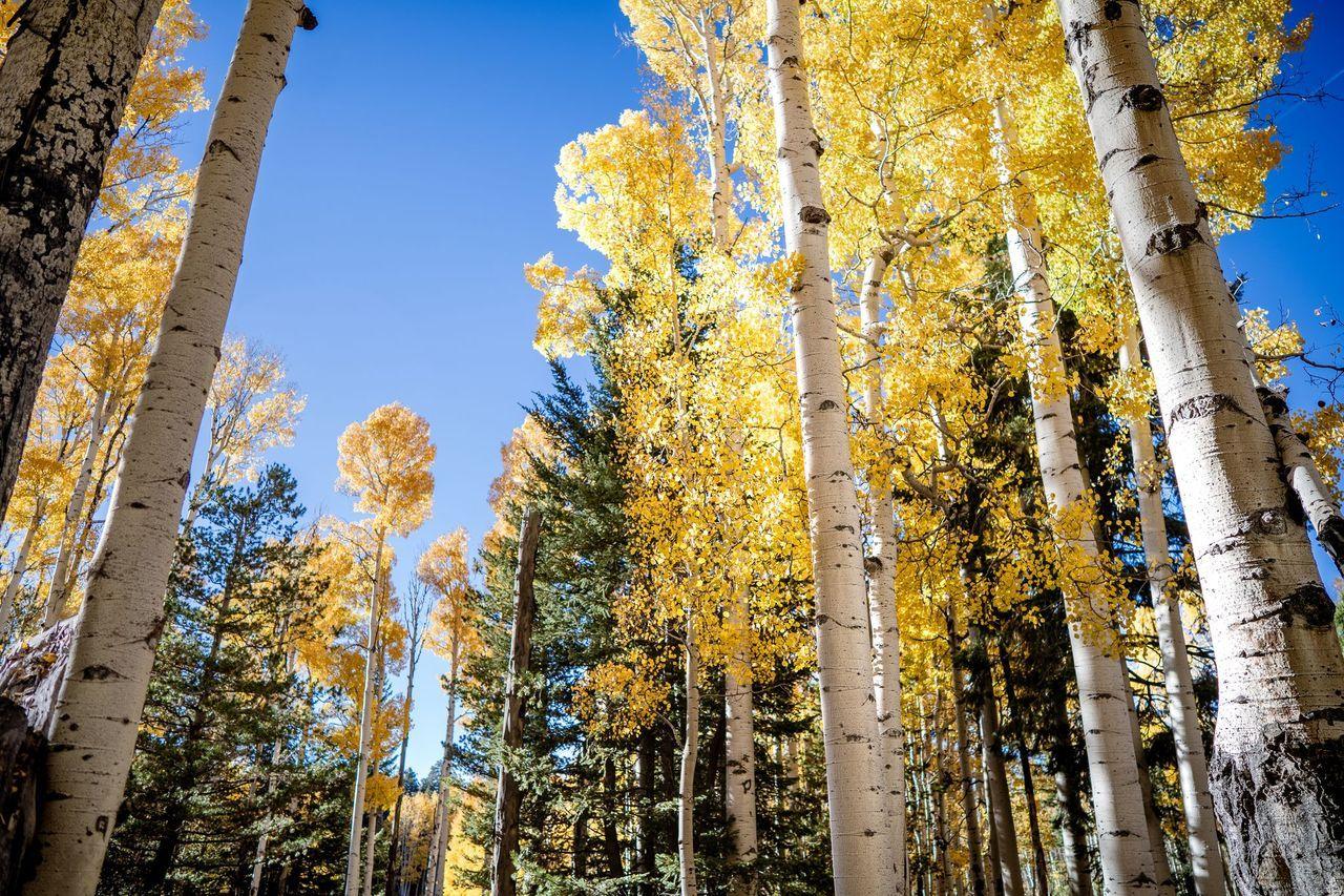 The Wedding Website of Nicole Hazelip and Conor Smith-Rubish