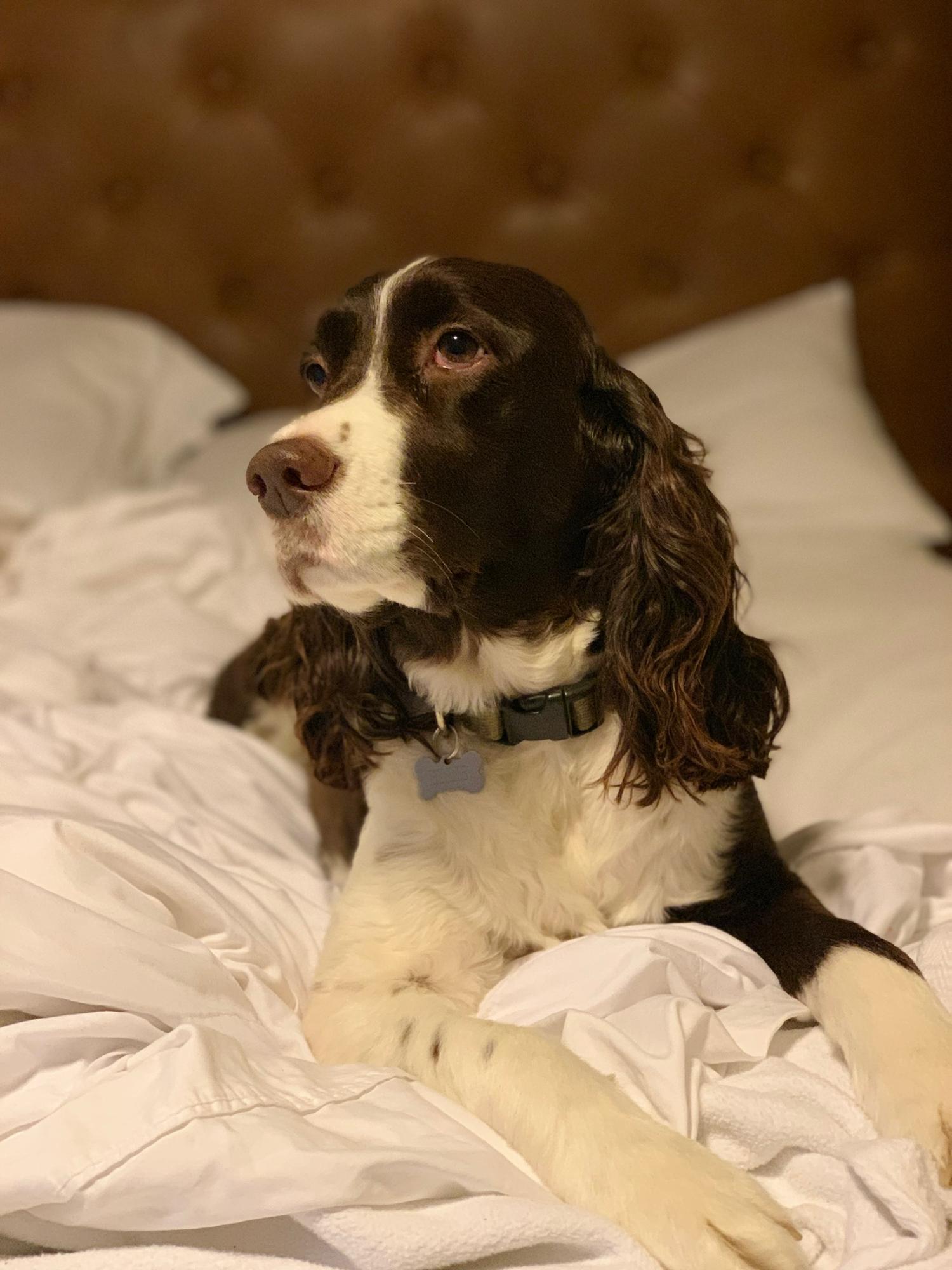 Ellie modeling for us in our apartment in Austin '19