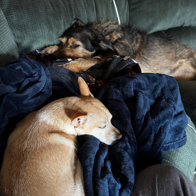 Dog sitting during our Honeymoon