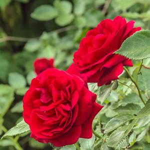 Roses